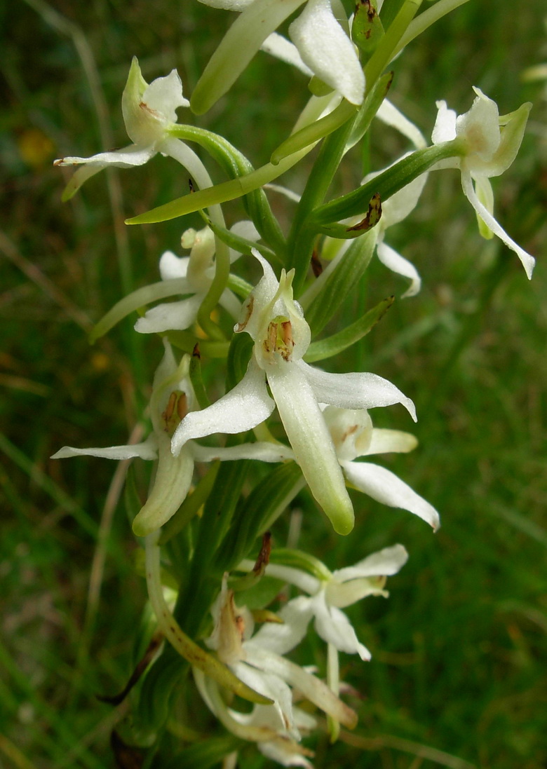 Platanthera bifolia?